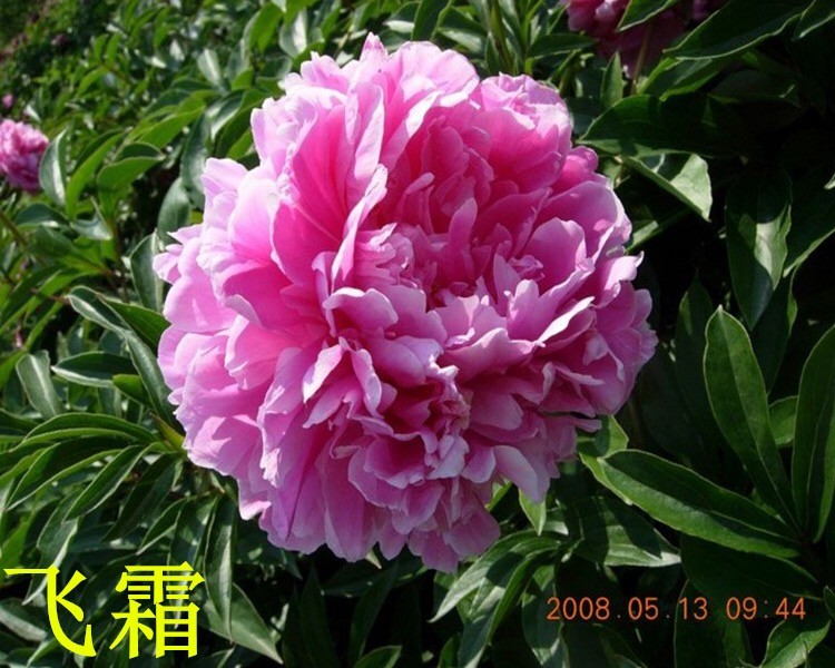 觀賞芍藥 精品芍藥 芍藥花 芍藥批發價格低廉 春秋園藝芍藥