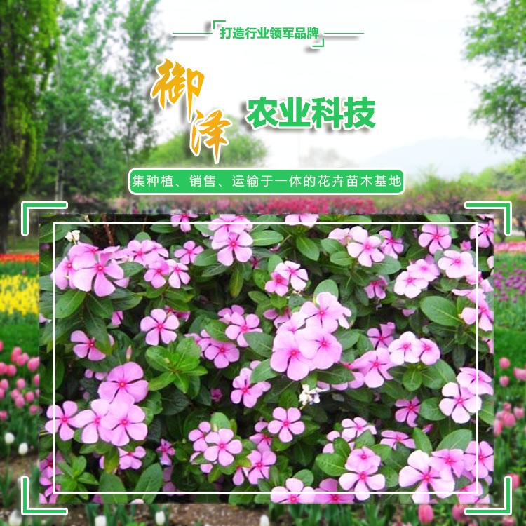 长春花 长春花批发 长春花花苗  御泽