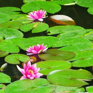 睡莲 水生植物睡莲 青州睡莲 批发基地