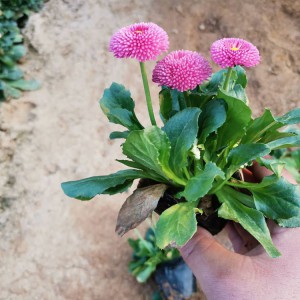 大量批发种植雏菊 优质雏菊小苗批发价格