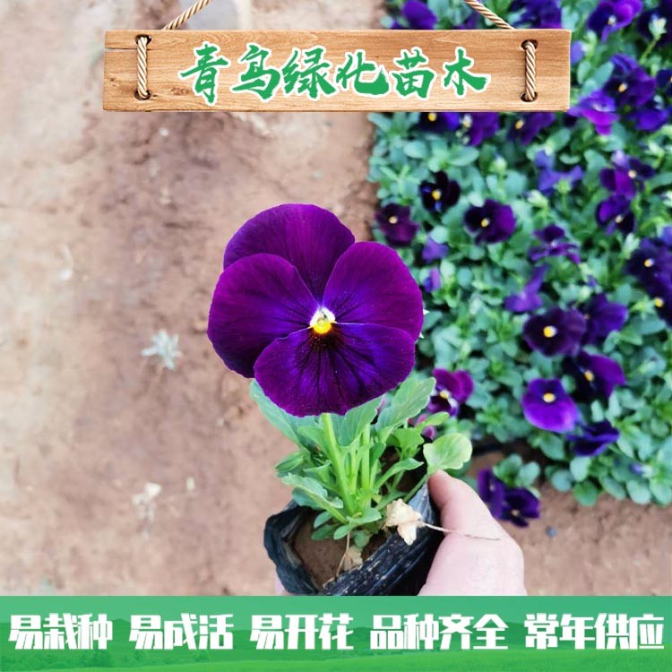 三色堇小苗 三色堇批发价格 园林花坛用草花