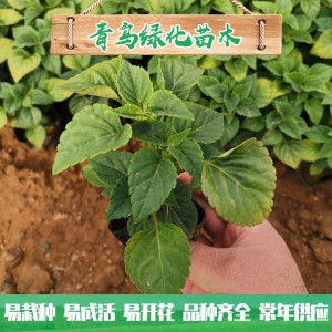 山东一串红种植基地直供 一串红小苗批发价格