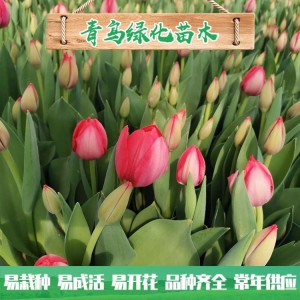 郁金香花海工程用苗 青州郁金香种植基地 大量现货供应