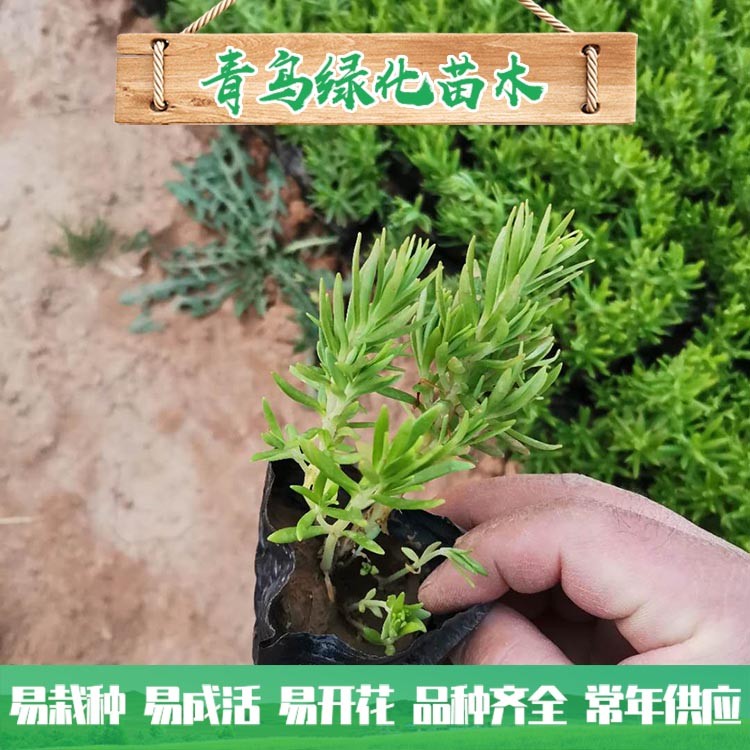 佛甲草种植基地 佛甲草小苗 营养杯种苗批发价格