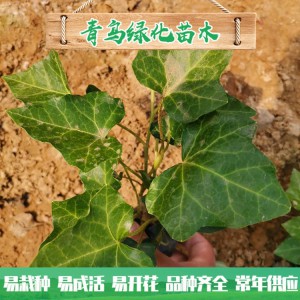 青州绿化苗木种植基地直供常春藤 庭院绿化用常青藤小苗批发价格