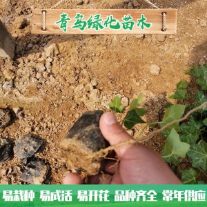 青州绿化苗木种植基地直供常春藤 庭院绿化用常青藤小苗批发价格