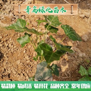 青州绿化苗木种植基地直供常春藤 庭院绿化用常青藤小苗批发价格