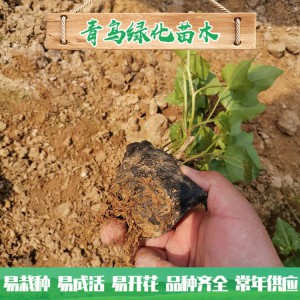 青州绿化苗木种植基地直供常春藤 庭院绿化用常青藤小苗批发价格