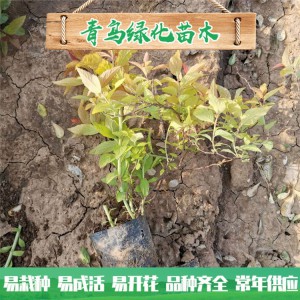 金焰绣线菊种植基地 金焰绣线菊小苗批发 青州绿化苗木供应