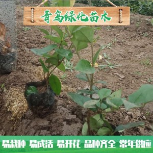 金森女贞种植基地 金森女贞小苗价格 绿化工程用苗