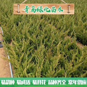 青州小龙柏种植基地现货直销小龙柏 绿化工程用龙柏 小龙柏批发价格 规格齐全 量大优惠