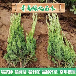 青州小龙柏种植基地现货直销小龙柏 绿化工程用龙柏 小龙柏批发价格 规格齐全 量大优惠