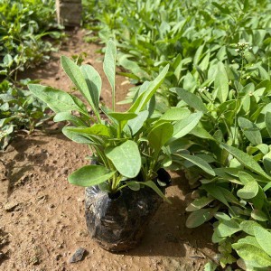 金鸡菊 金鸡菊批发 绿化苗木 御泽花卉 基地直销