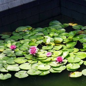 睡莲 水生植物睡莲 青州睡莲 批发基地