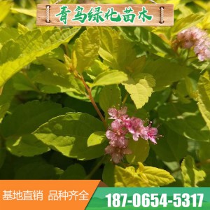 山东绣线菊批发价格 绣线菊花海 绣线菊种植基地