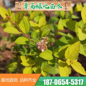 山东绣线菊批发价格 绣线菊花海 绣线菊种植基地