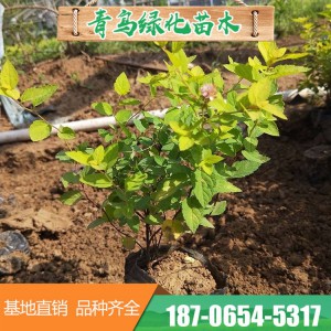 山东绣线菊批发价格 绣线菊花海 绣线菊种植基地