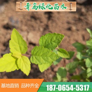 山东绣线菊批发价格 绣线菊花海 绣线菊种植基地