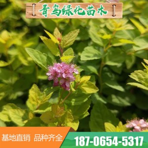 山东绣线菊批发价格 绣线菊花海 绣线菊种植基地