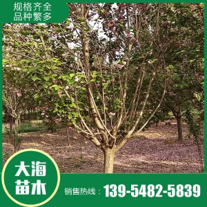 樱花报价 樱花树苗 樱花苗木基地 大海苗木批发樱花