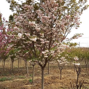 山东早樱花种植基地 早樱花树苗批发销售 大海苗木