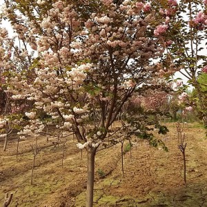 山东早樱花种植基地 早樱花树苗批发销售 大海苗木