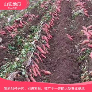 西瓜紅 地瓜 地瓜苗 紅薯苗 山東地瓜苗 廠家直銷 地瓜苗基地