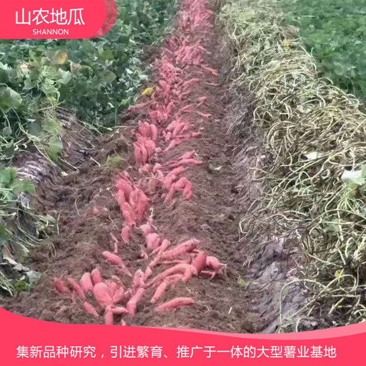 山東煙臺 廠家直銷地瓜苗 批發紅薯種苗 龍署九號地瓜苗價格