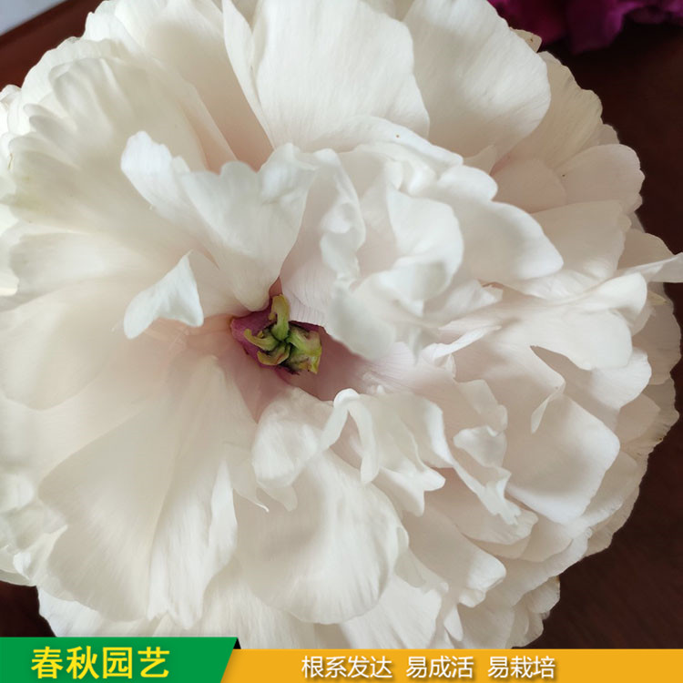 春節催花牡丹 庭院栽培牡丹花 品種眾多 耐寒喜陽 花色多