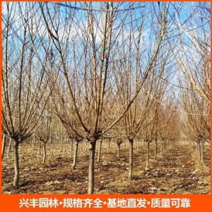 常年供应12公分红叶碧桃 行道树红叶碧桃树 园林植物落叶乔木