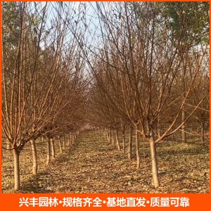 常年供应12公分红叶碧桃 行道树红叶碧桃树 园林植物落叶乔木