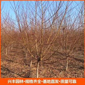 常年供应12公分红叶碧桃 行道树红叶碧桃树 园林植物落叶乔木