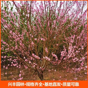 常年供应12公分红叶碧桃 行道树红叶碧桃树 园林植物落叶乔木